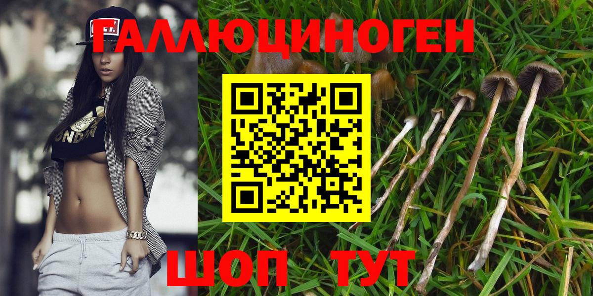 Галлюциногенные грибы Psilocybine cubensis Соль-Илецк
